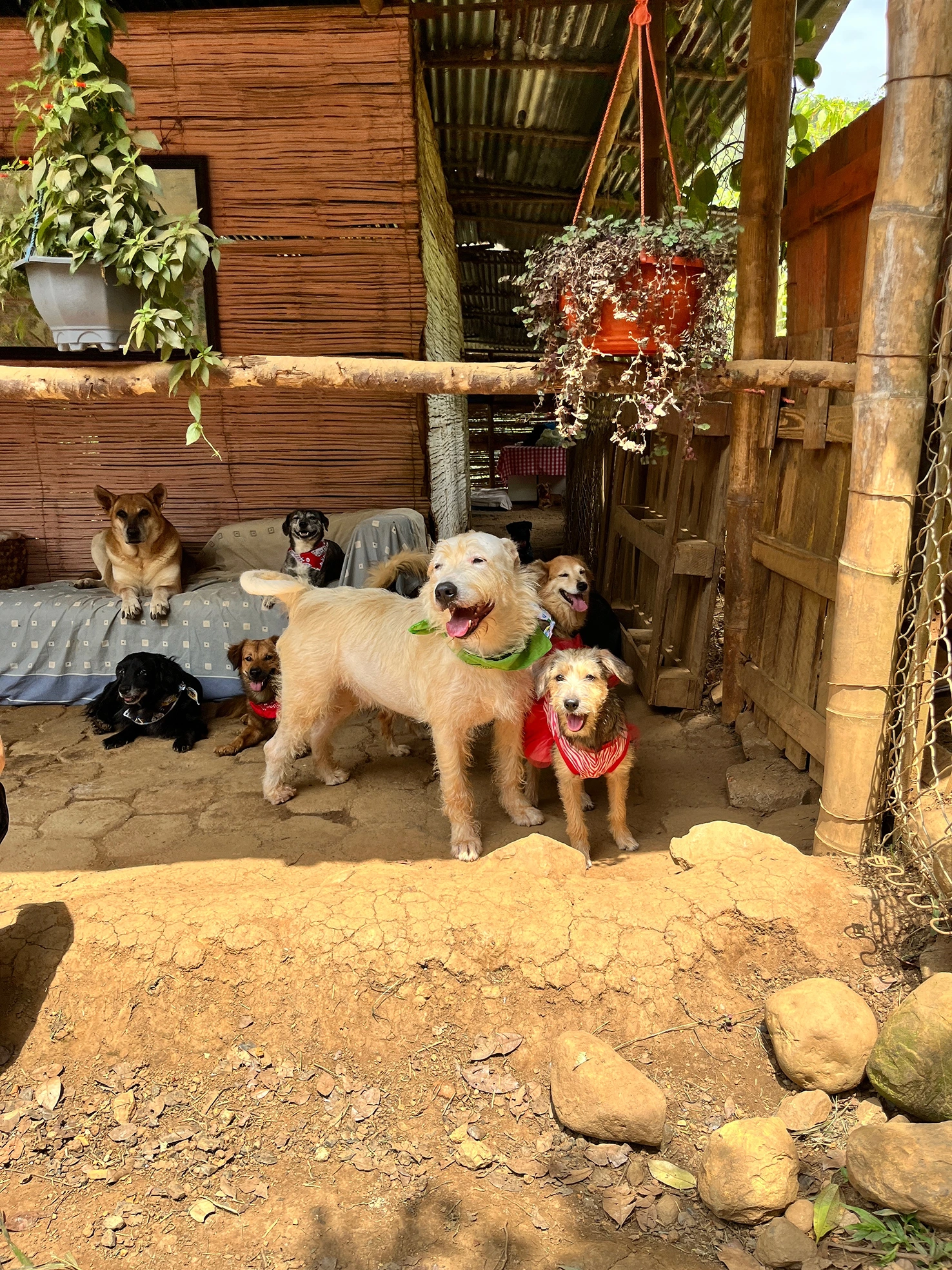 Peluditos del refugio Familia Cuatro Huellas